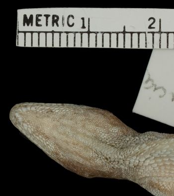 Media type: image;   Herpetology R-64017